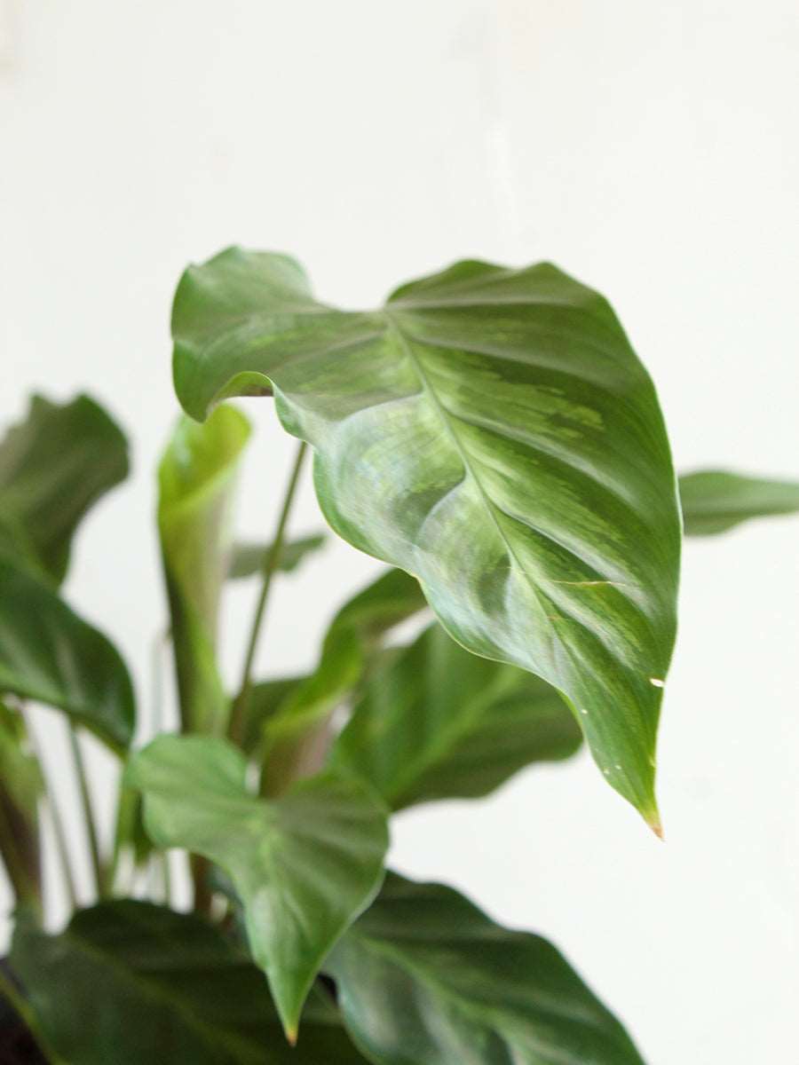 Calathea Misto (Large)