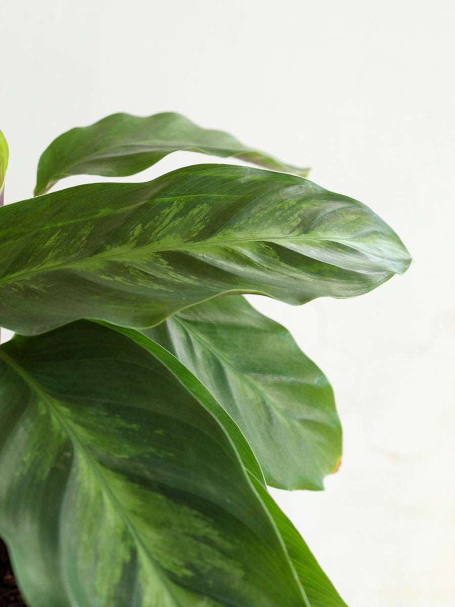 Calathea Misto (Large)
