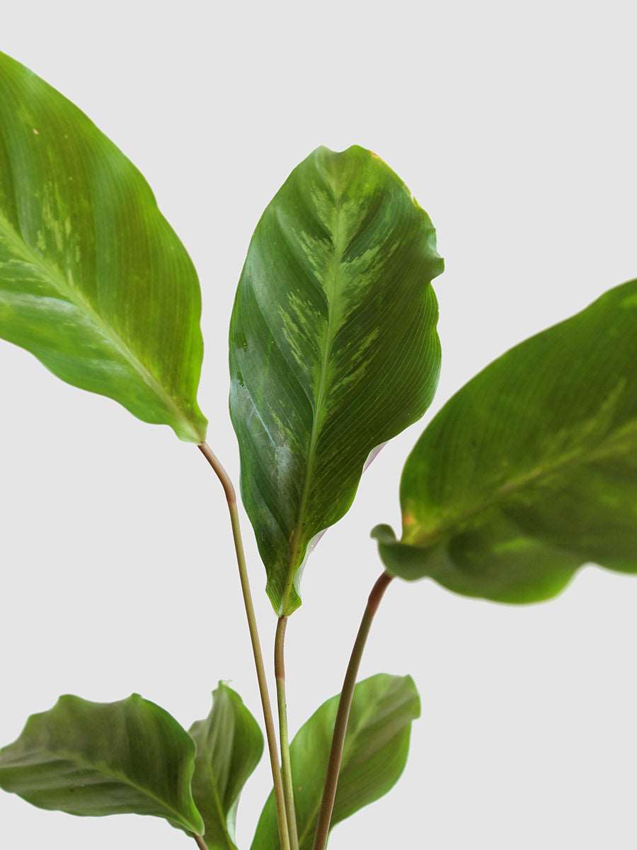 Calathea Misto (Large)