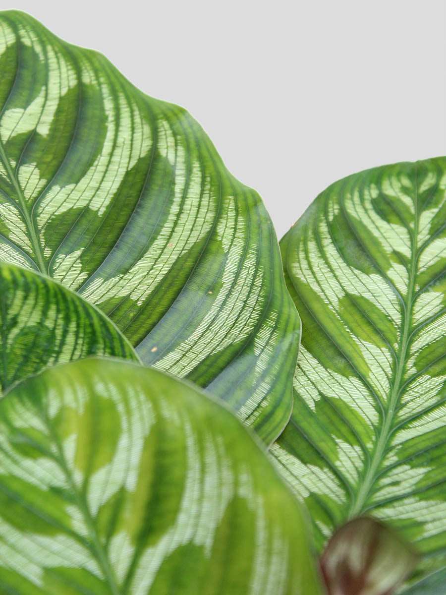 Calathea Peacock (Large)