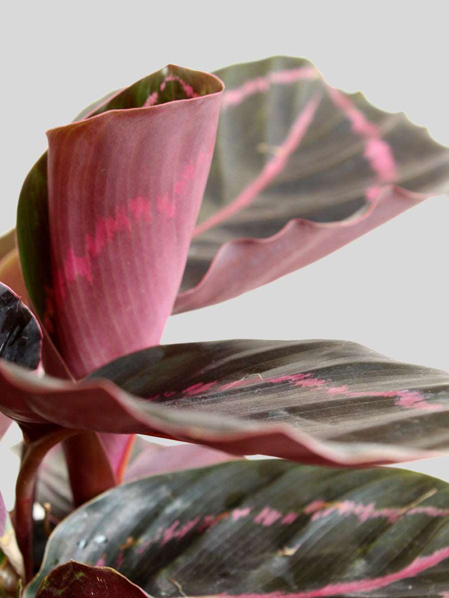 Calathea Roseopicta Dottie (Large)