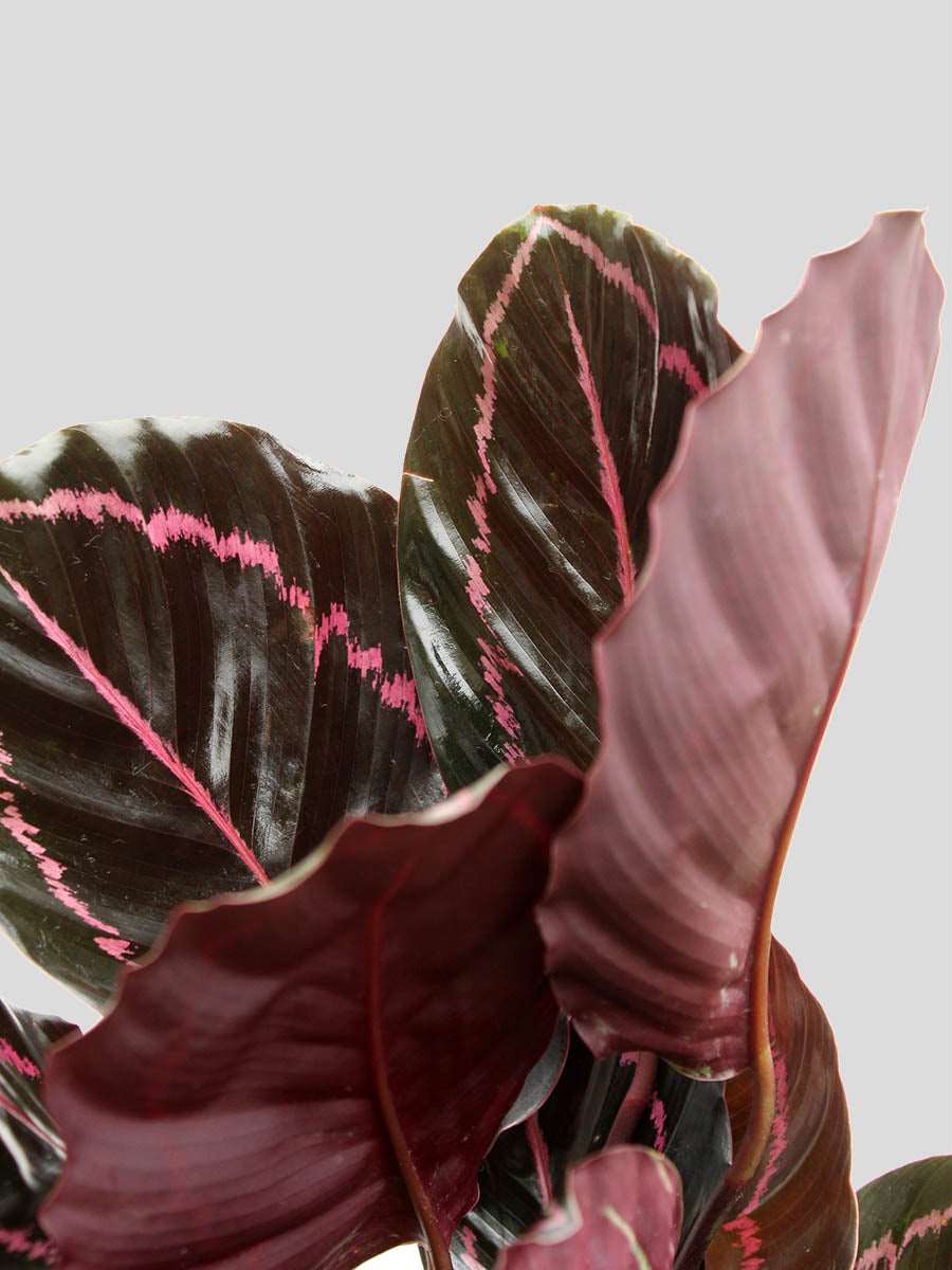 Calathea Roseopicta Dottie (Large)