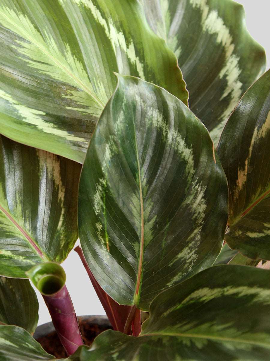 Calathea Roseopicta Medallion (Medium)