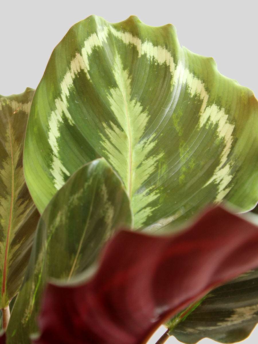 Calathea Roseopicta Medallion (Medium)