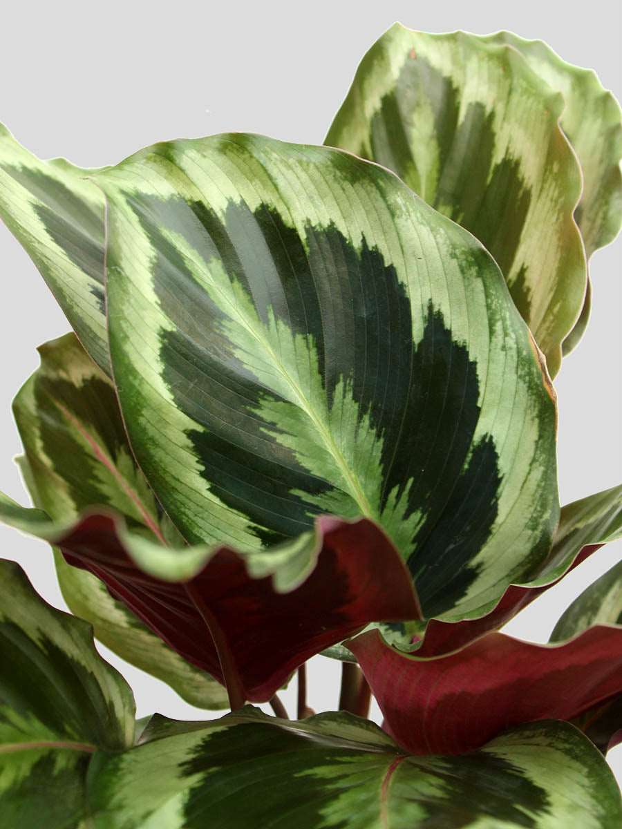 Calathea Roseopicta Shinestar (Large)