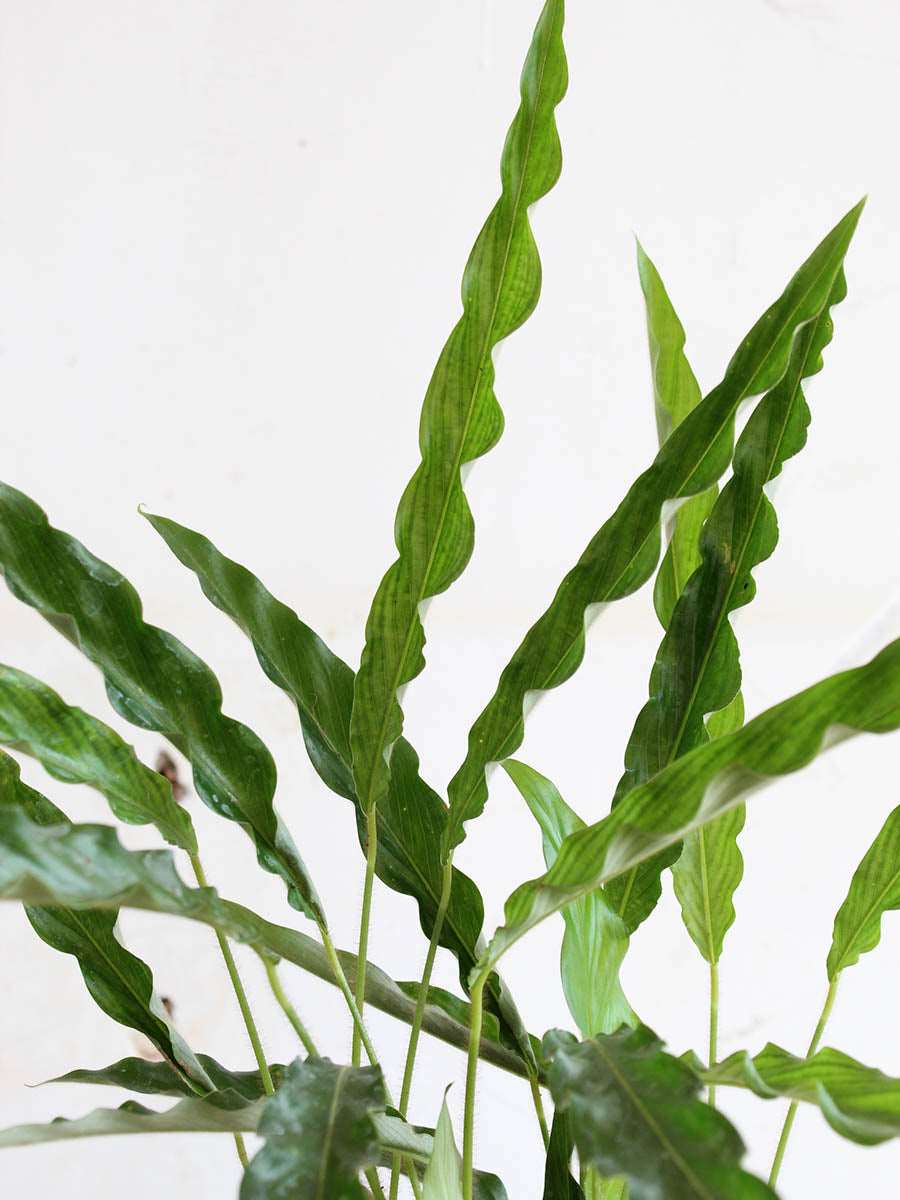Calathea Rufibarba Green (Large)