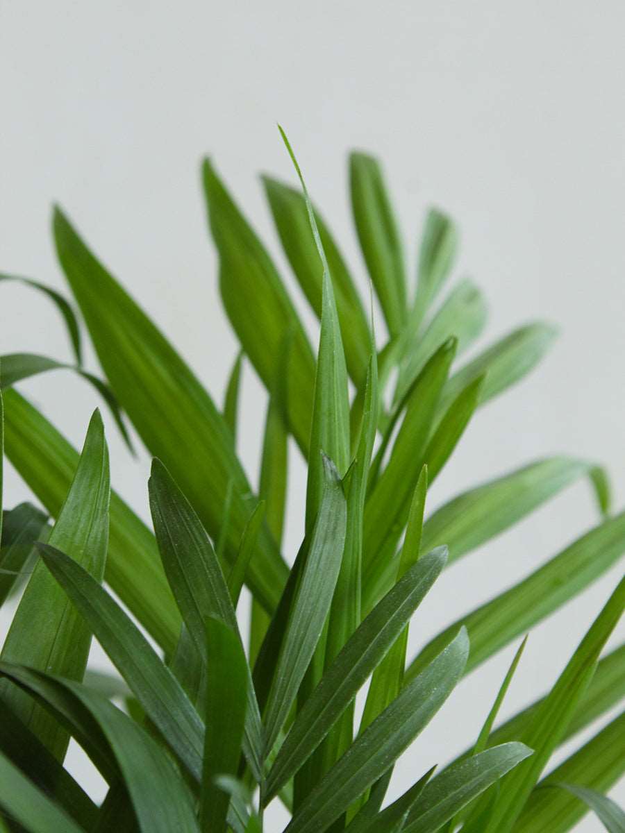 Chamaedorea Palm (Medium)