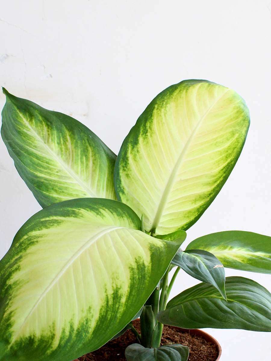 Dieffenbachia Honeydew (X-Large)