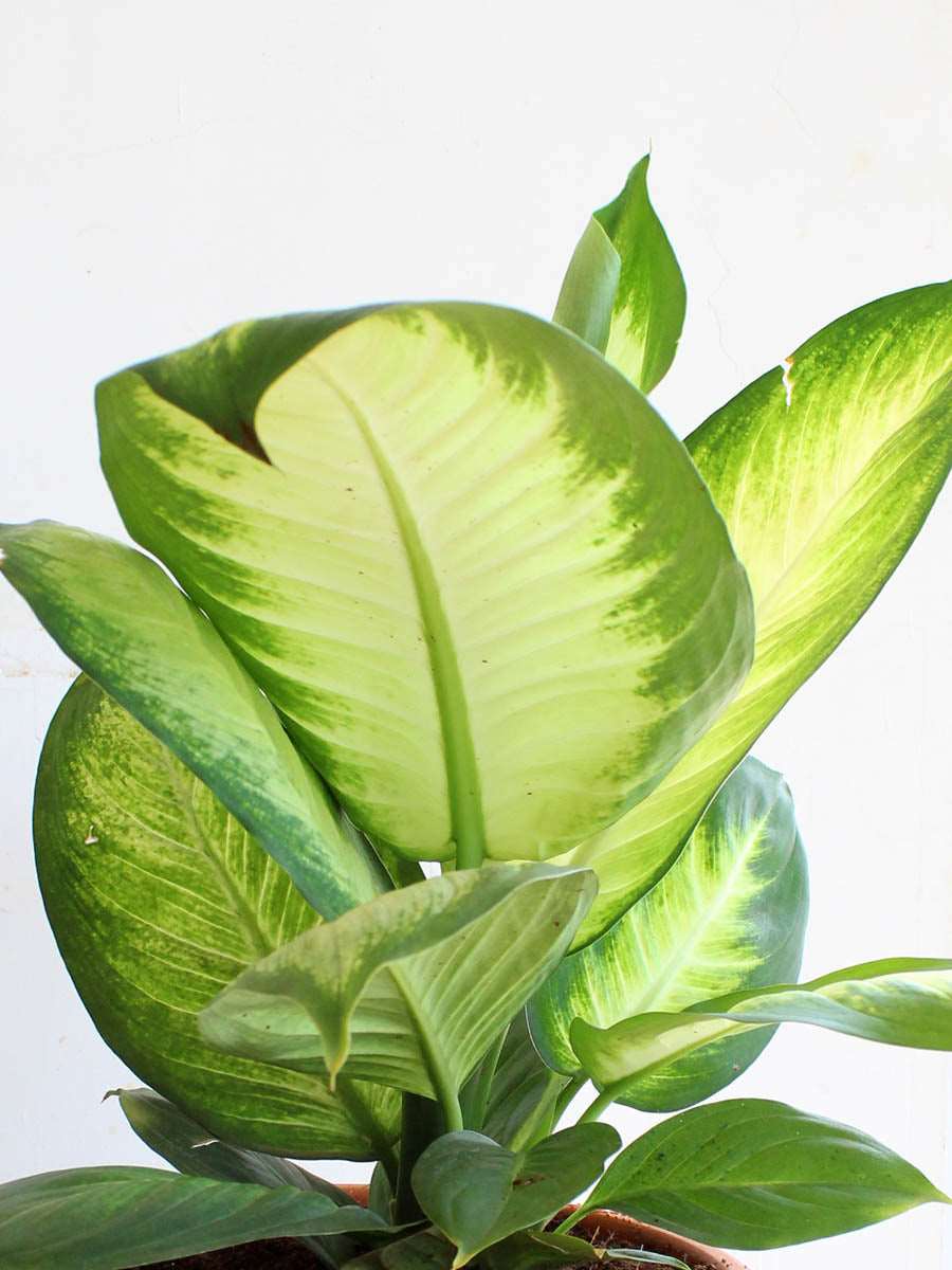 Dieffenbachia Honeydew (X-Large)