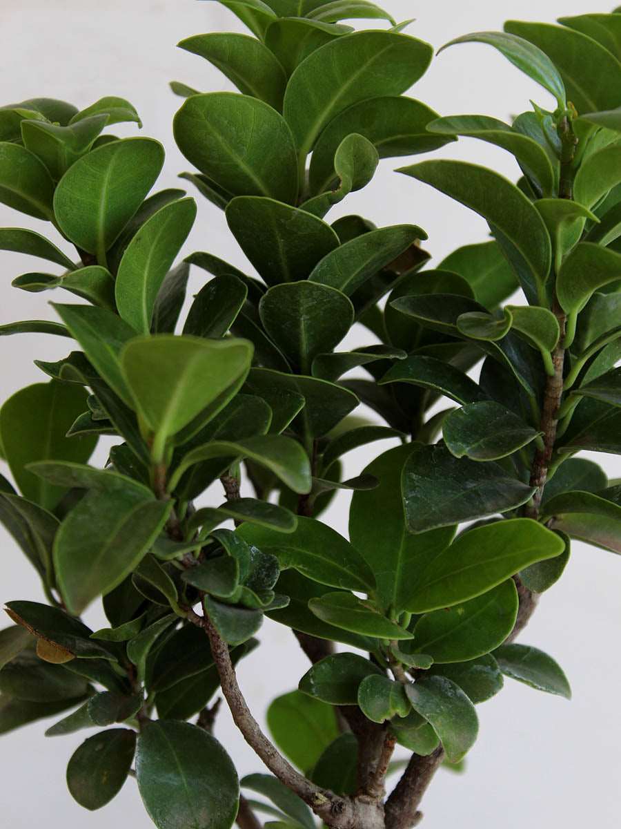 Ficus Bonsai Ginseng (Large)