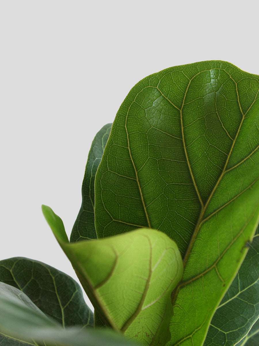 Bambino Fiddle Leaf Fig (Large)