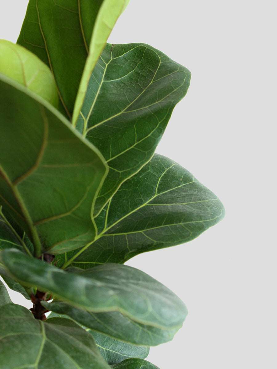 Bambino Fiddle Leaf Fig (Large)