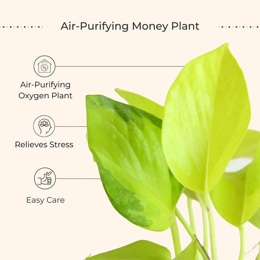 Money Plant Golden (Small) in Golden Metal Pot