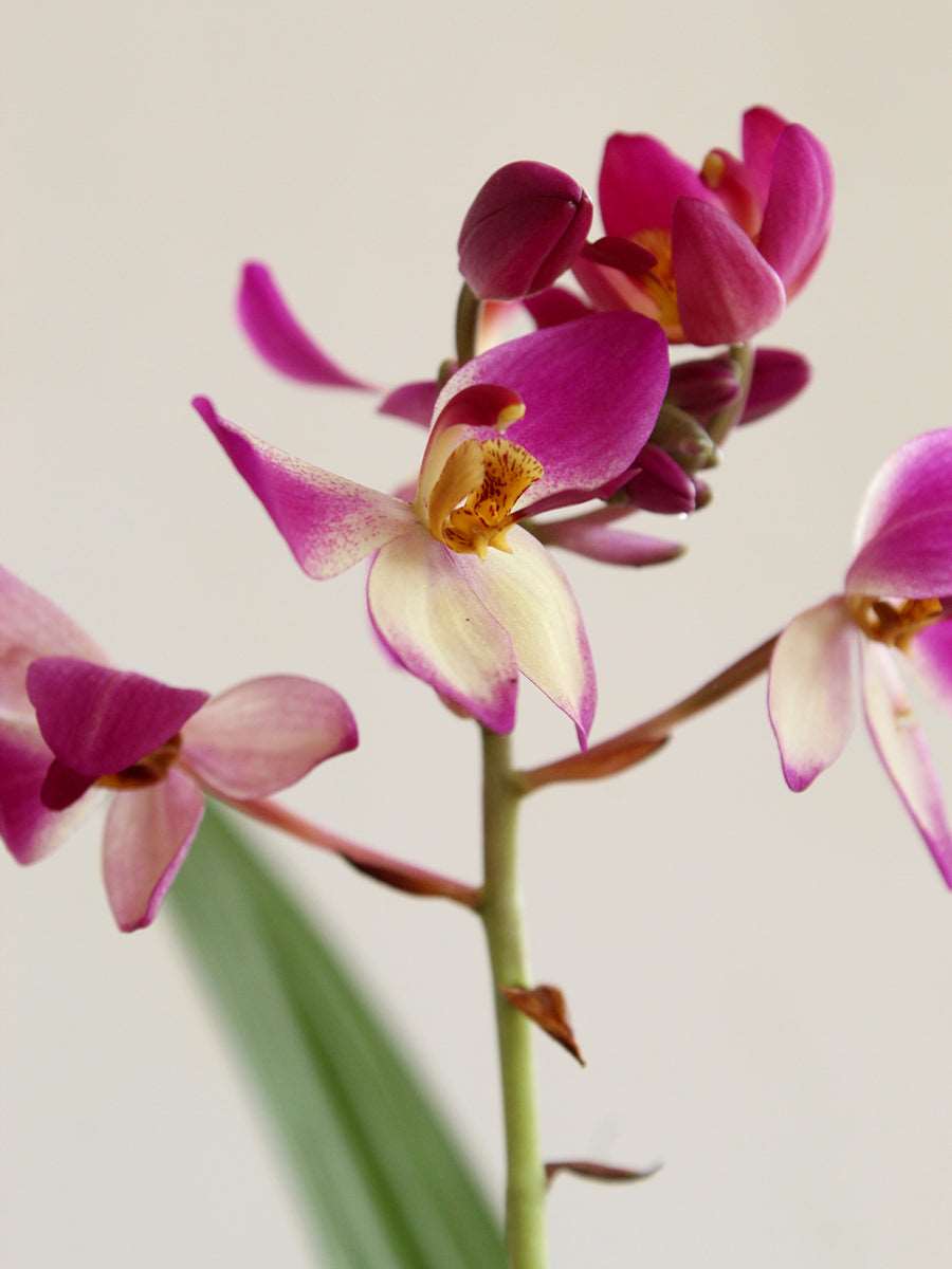 Ground Orchid Purple White (X-Large)
