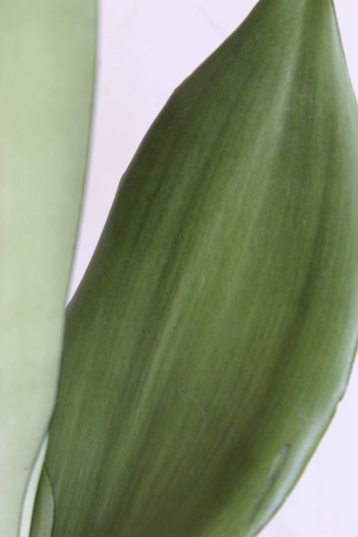 Black n White Snake Plants Duo