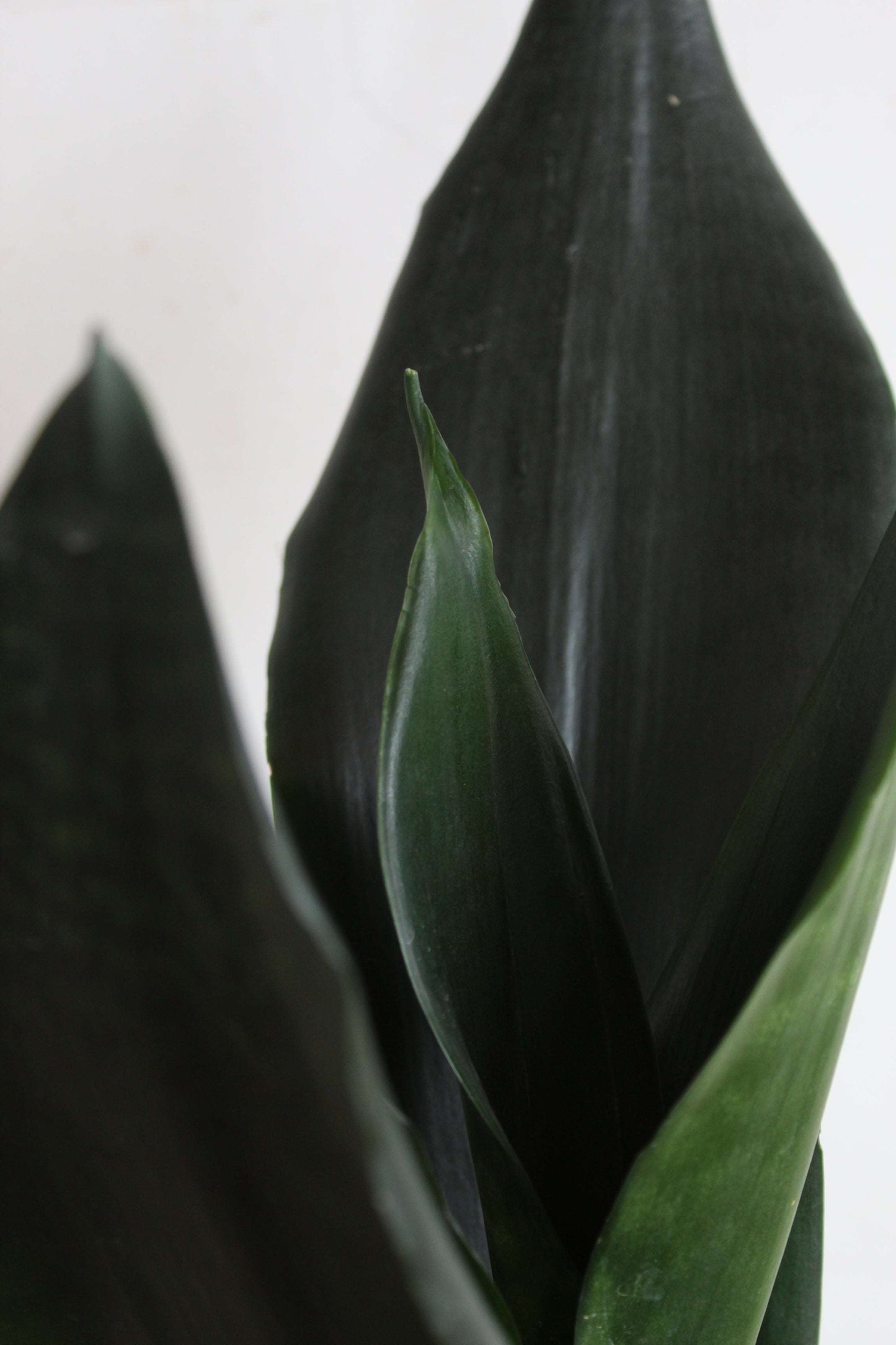Black n White Snake Plants Duo