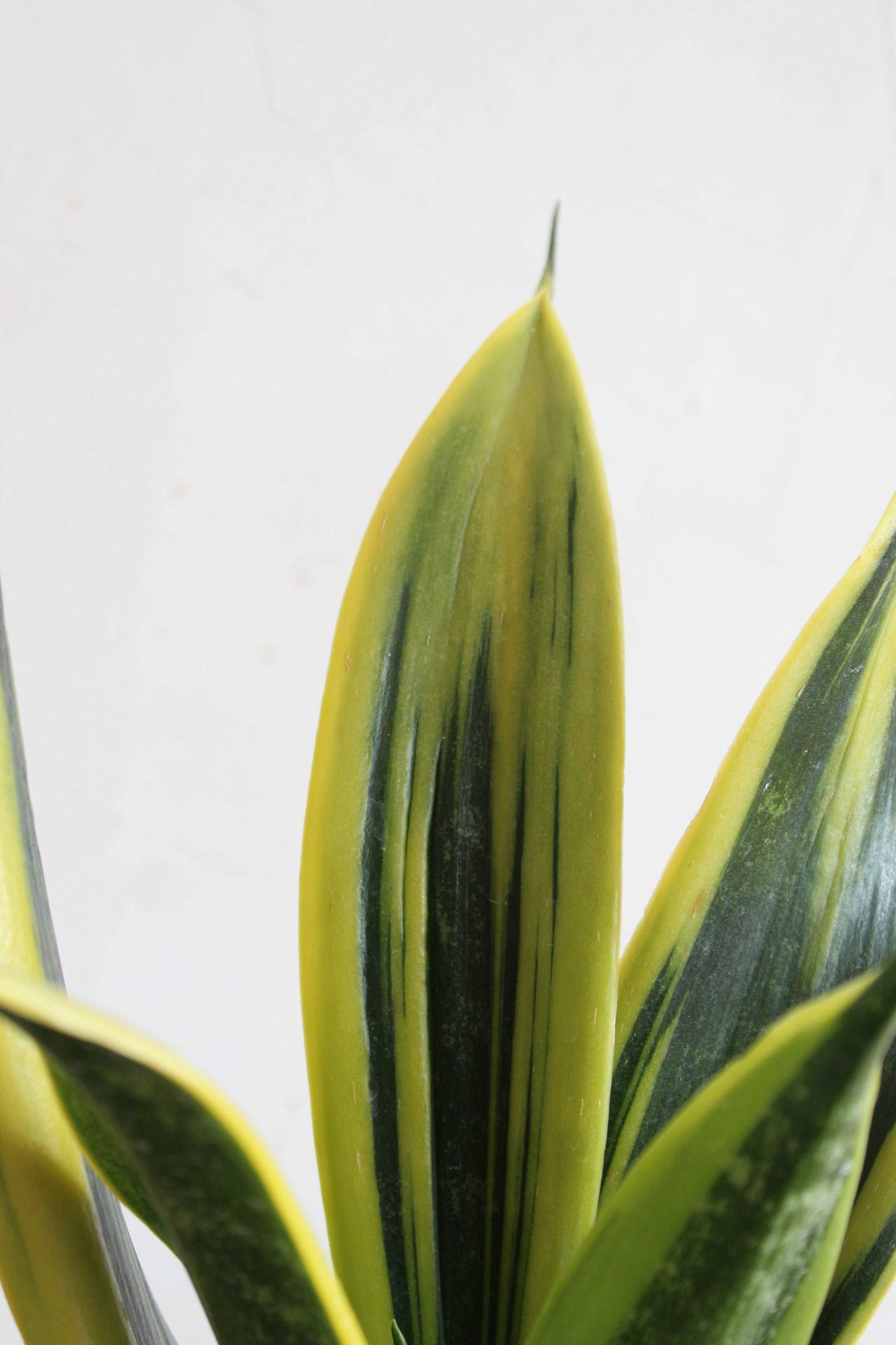 Glowing Snake Plants Duo