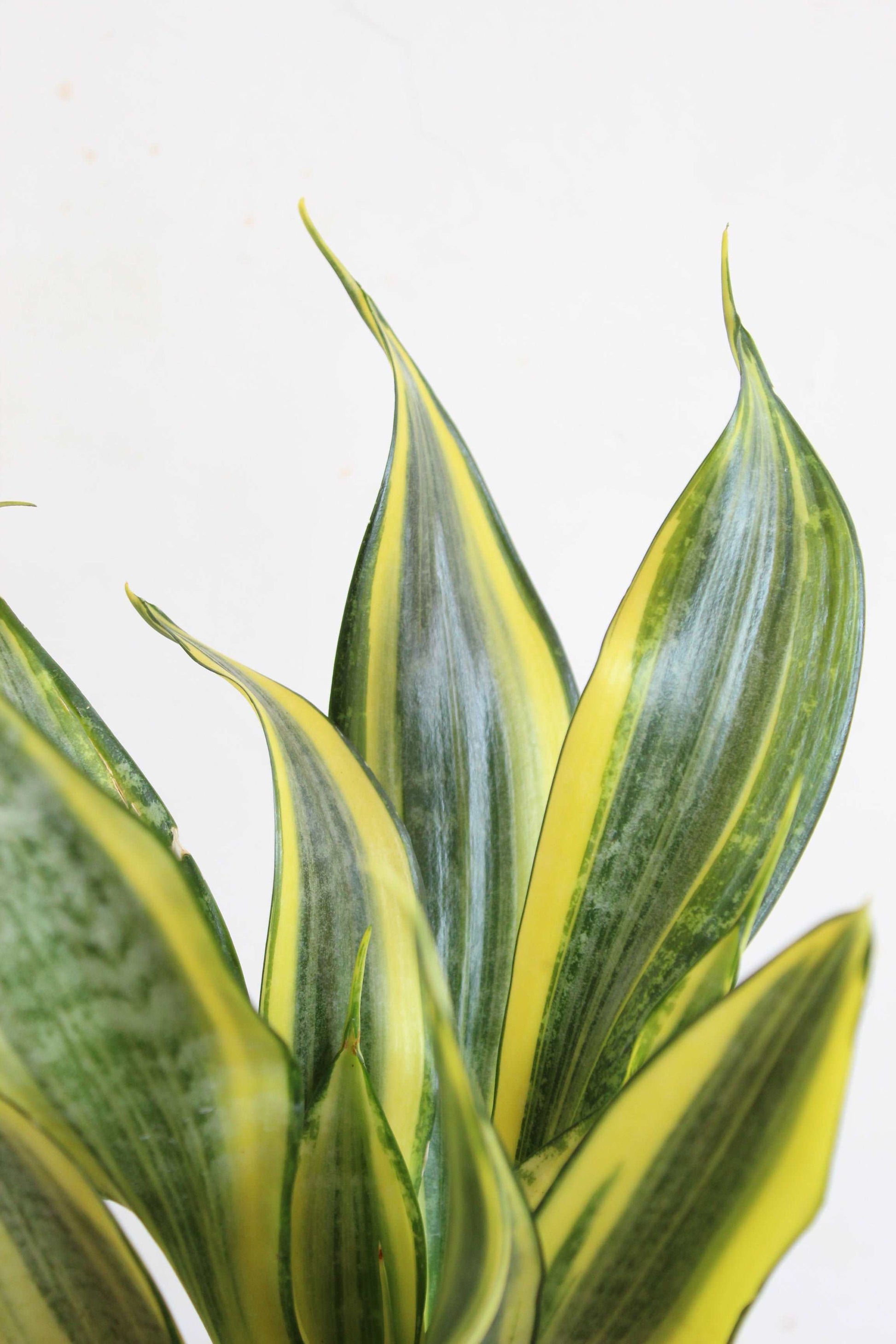 Glowing Snake Plants Duo