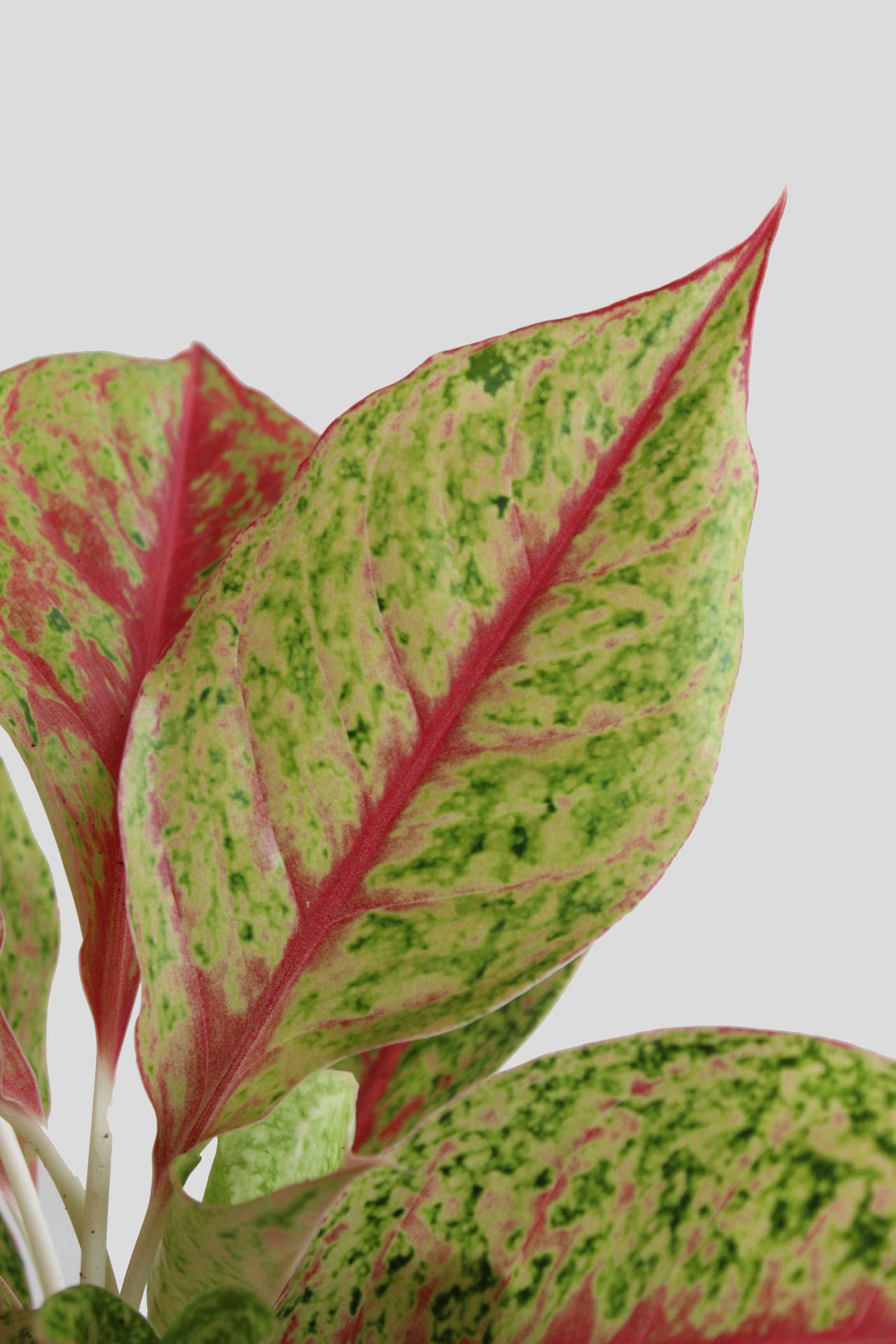 Shop colorful rare indoor plant Aglaonema Harlequin in eco friendly planter in India