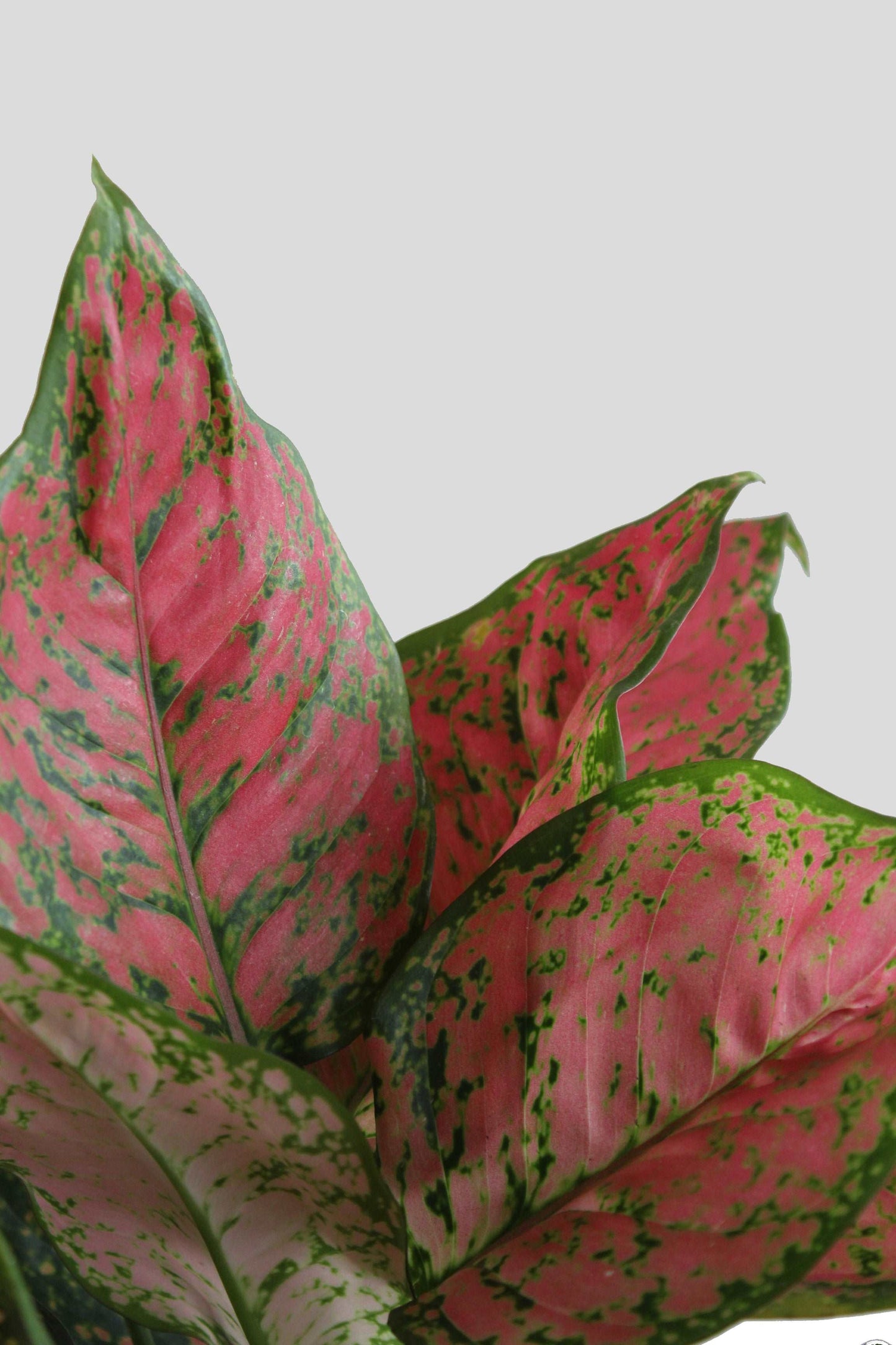 Order eye catching indoor plant Aglaonema lipstick medium in premium pink pot online