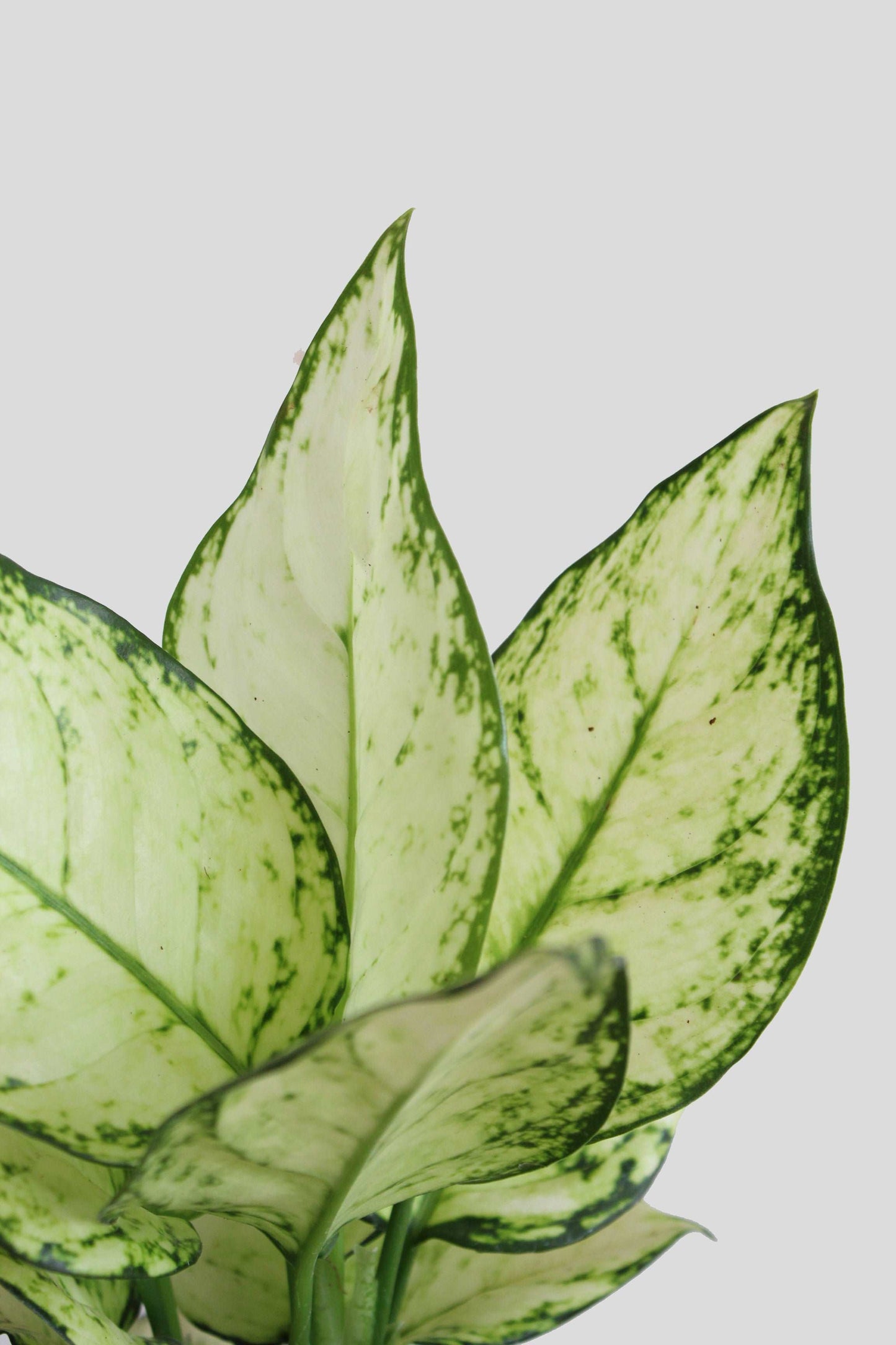 Gift rare potted white Aglaonema indoor plant in premium pot in India
