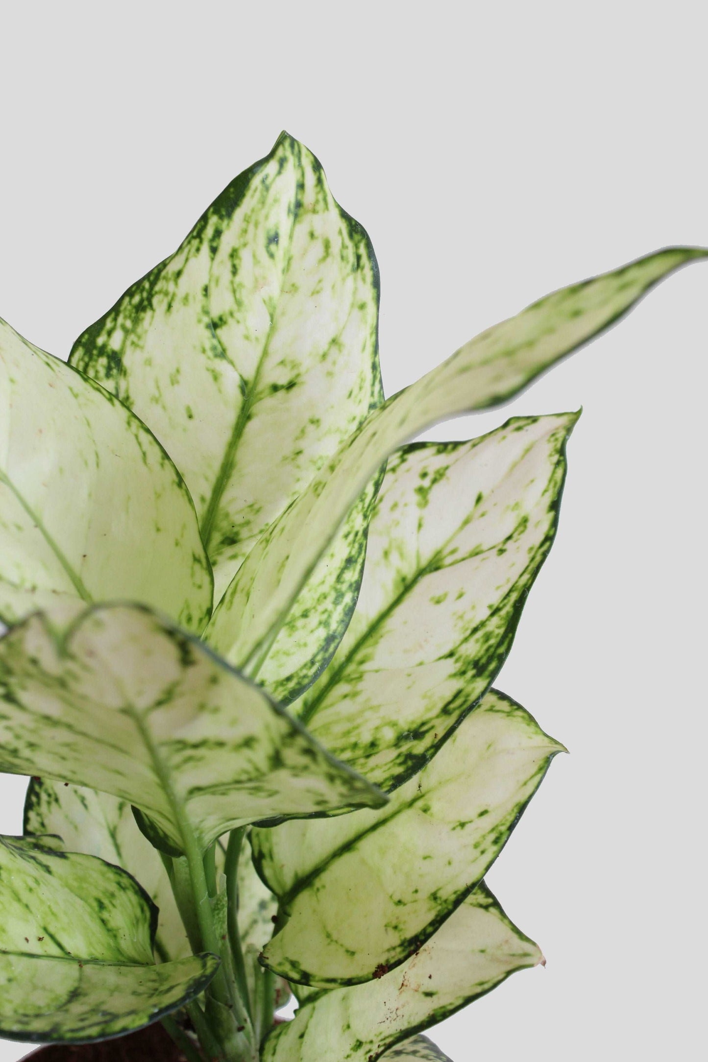 Shop Stunning potted houseplant Aglaonema super white in eco-friendly grey cotton pot in india