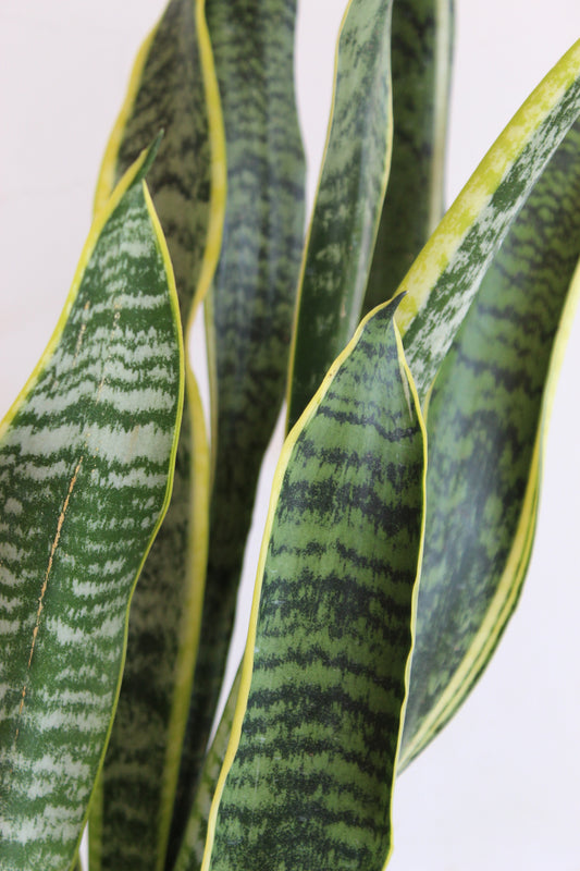 Statement Snake Plants for Living Room