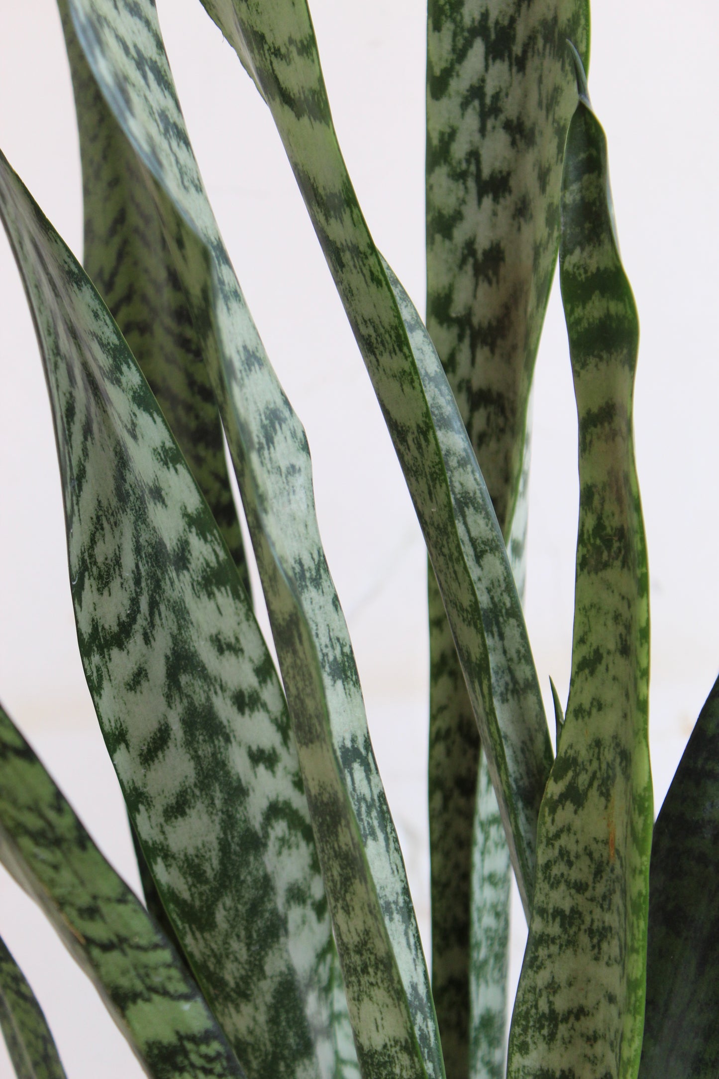 Statement Snake Plants for Living Room