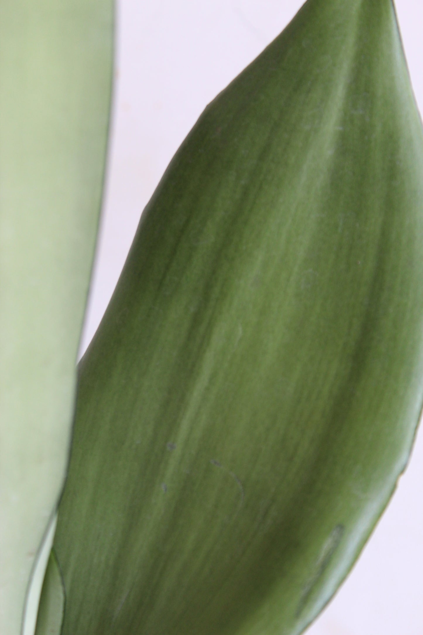 Precious Snake Plants Duo