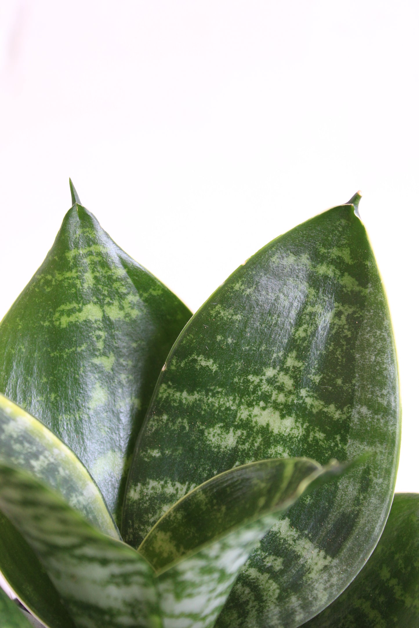 Lotus Snake Plants Duo