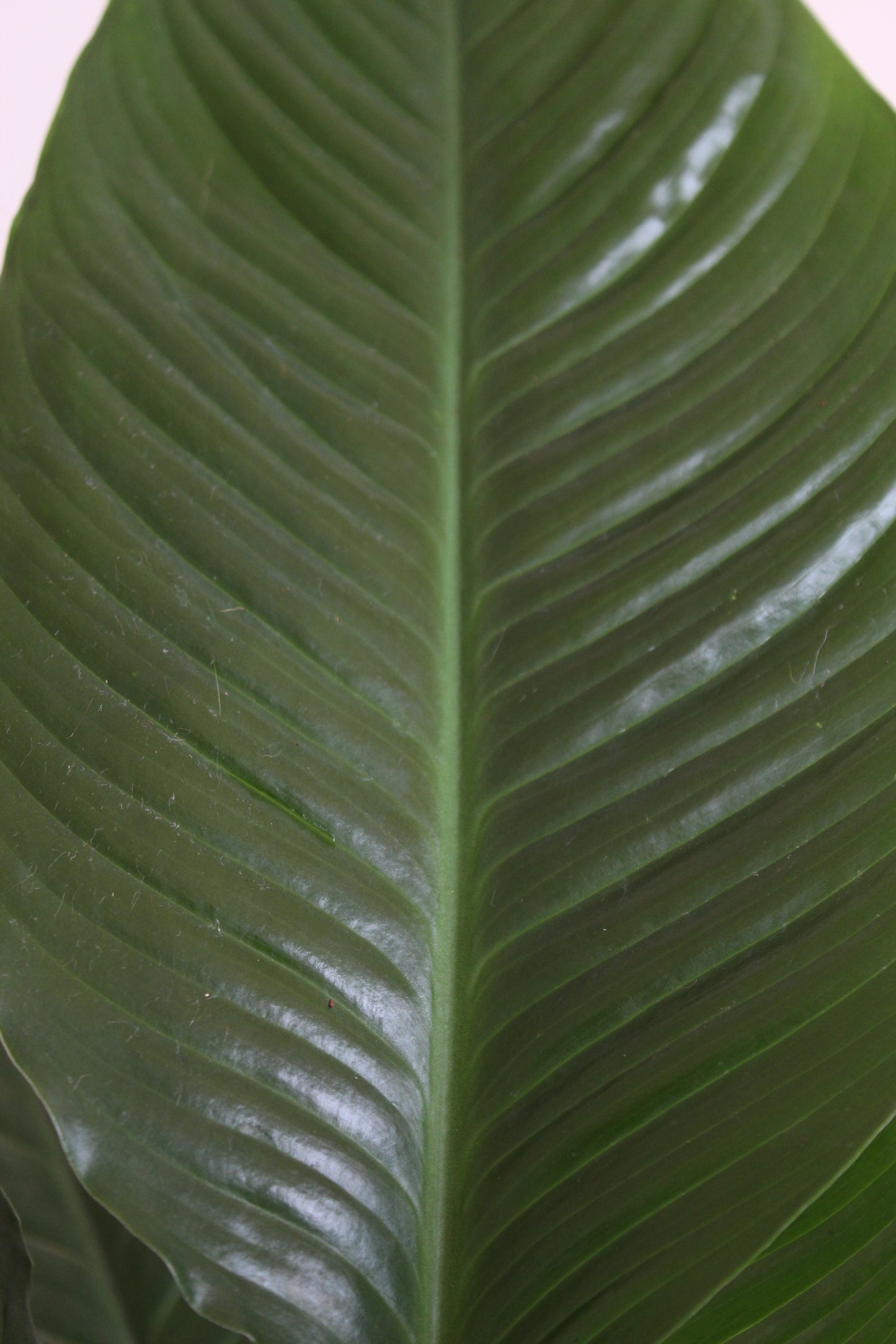 Peace Lily (X-Large)