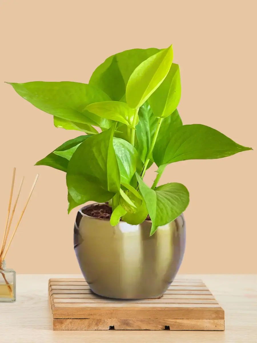 pot money plant Money Plant Golden (Small) in Golden Metal Pot – Greenkin