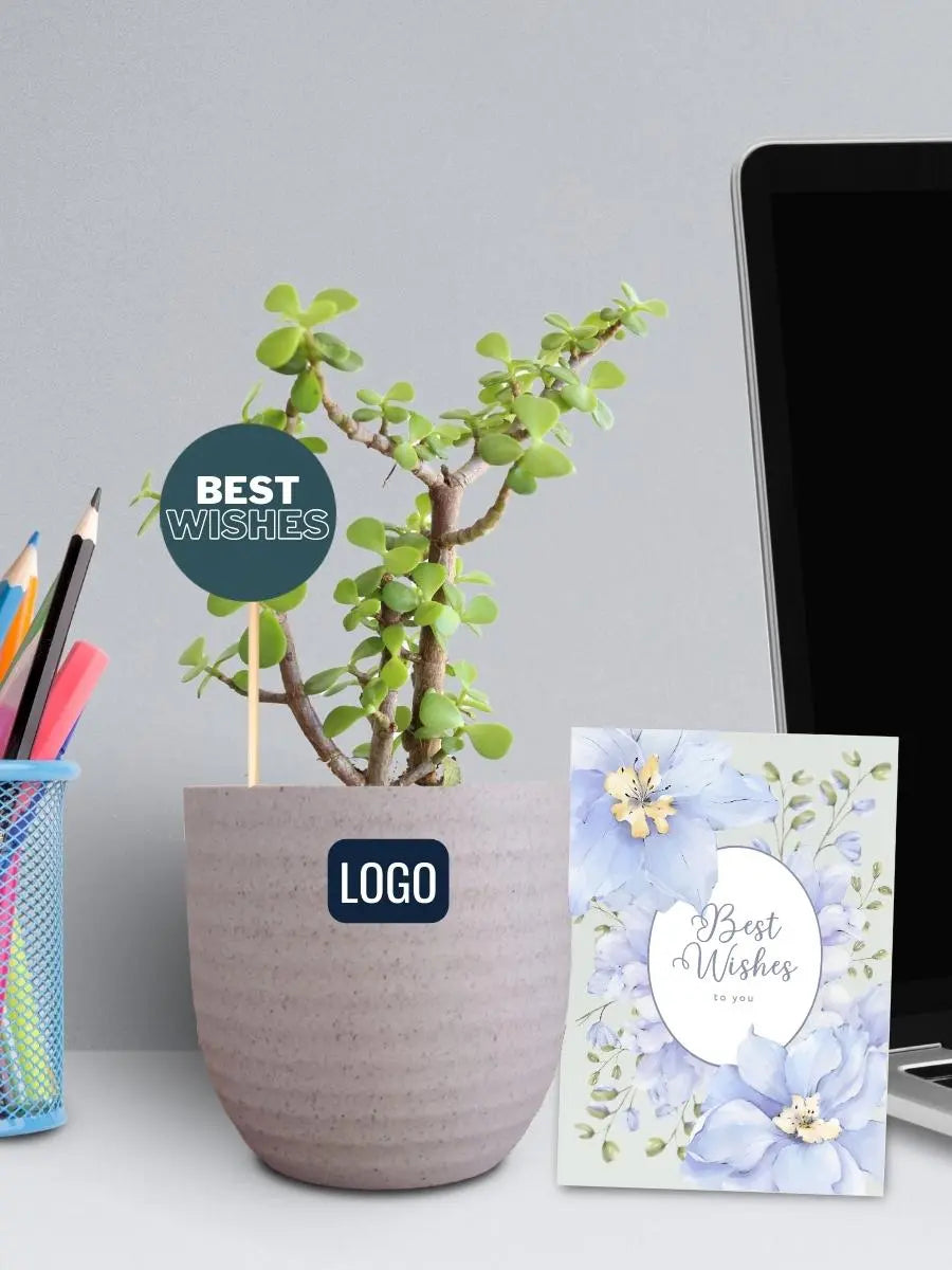 Jade Plant Sustainable Corporate Gift Plants in Eco Series Pots