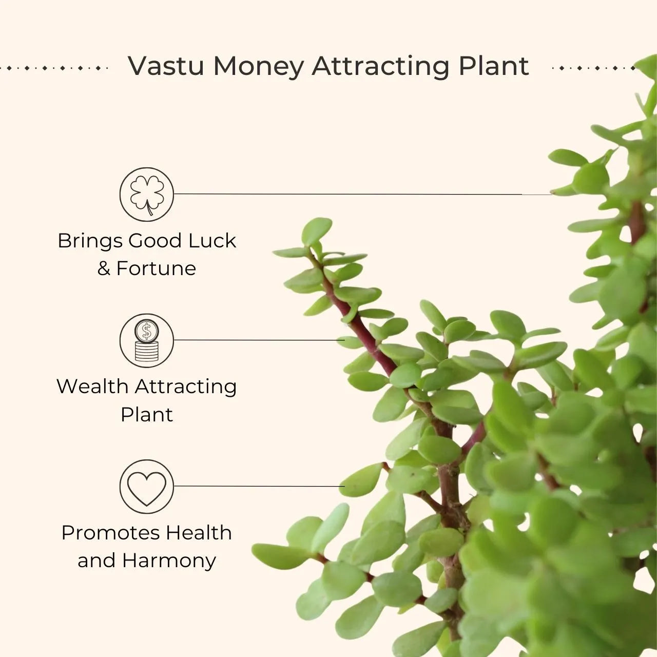 Jade Plant (Small) in Eco Pot