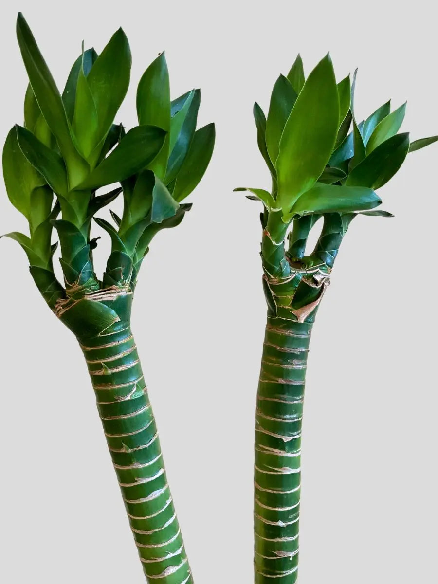 Buy 2 Lotus Bamboo Plant Sticks
