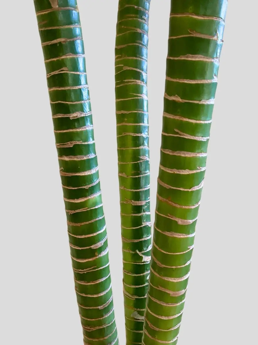 Buy 3 Lotus Bamboo Sticks