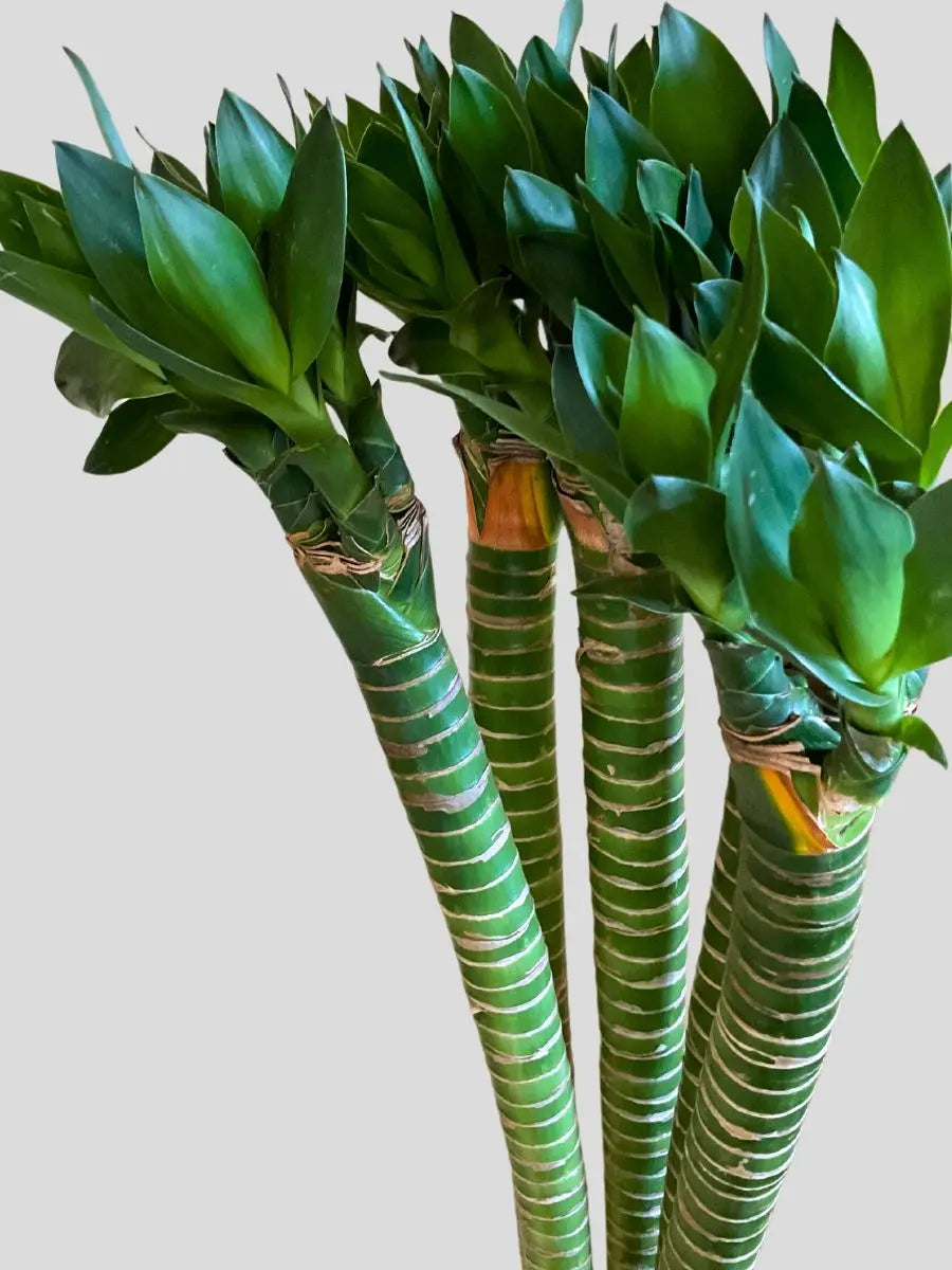 Beautiful Indoor Lotus Bamboo Plant