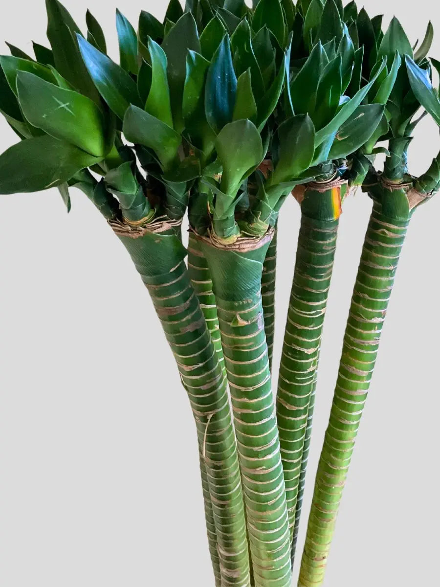 Buy Lotus Bamboo Online