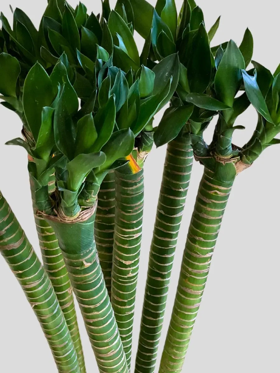dracaena lotus bamboo Lotus Bamboo Plant