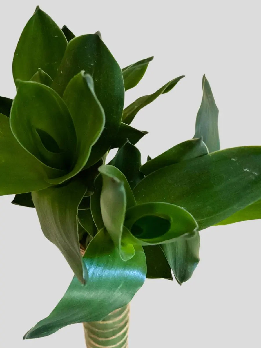 Lotus Bamboo Plant Leaves