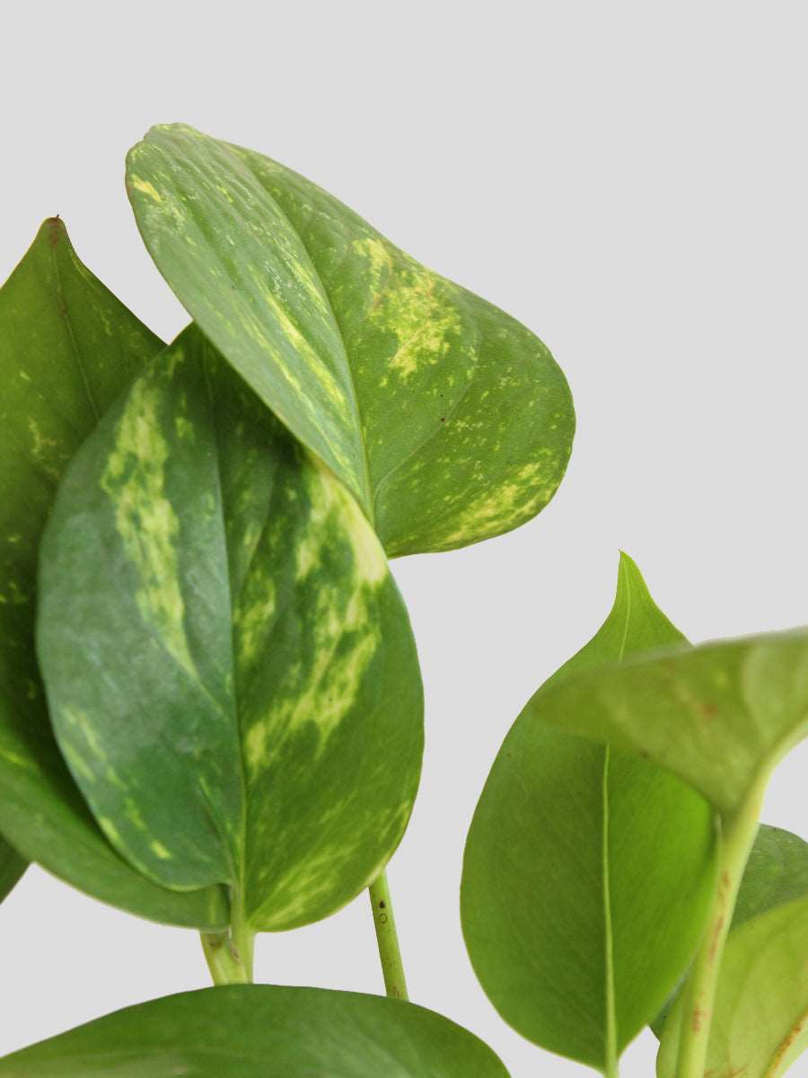 Money Plant Gold King (Small) in Golden Metal Pot