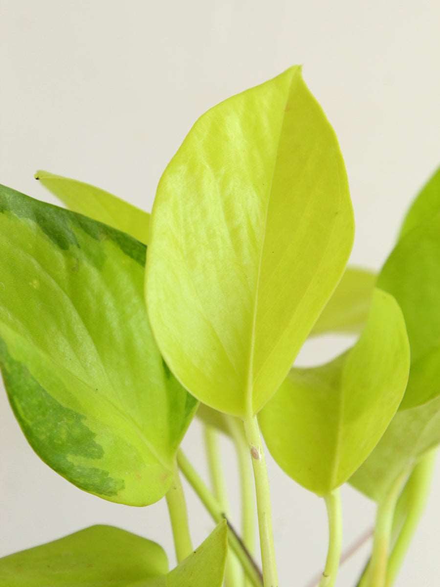 Money Plant Golden (Small) in Golden Metal Pot