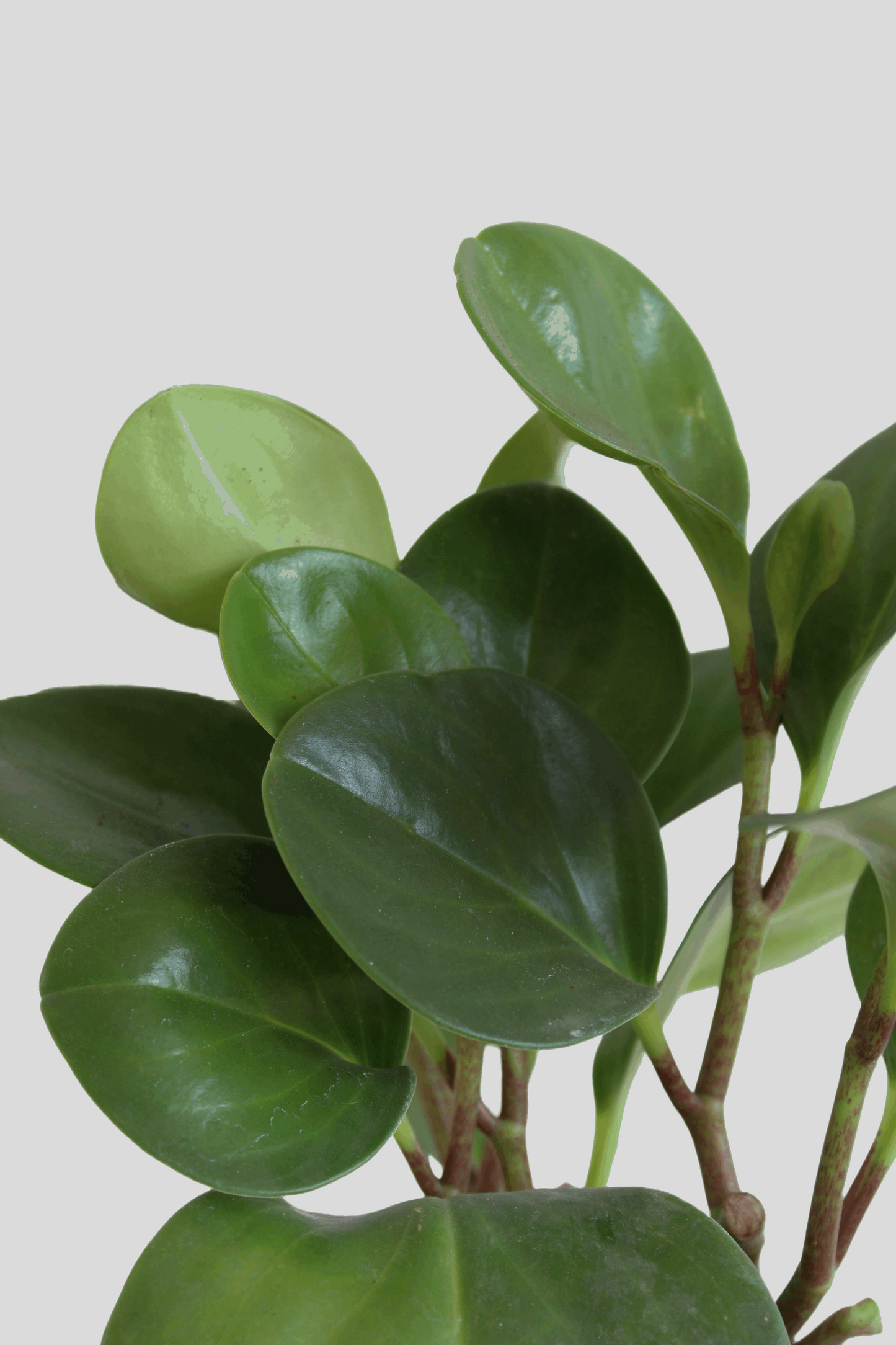Baby Rubber Plant Green (Medium)