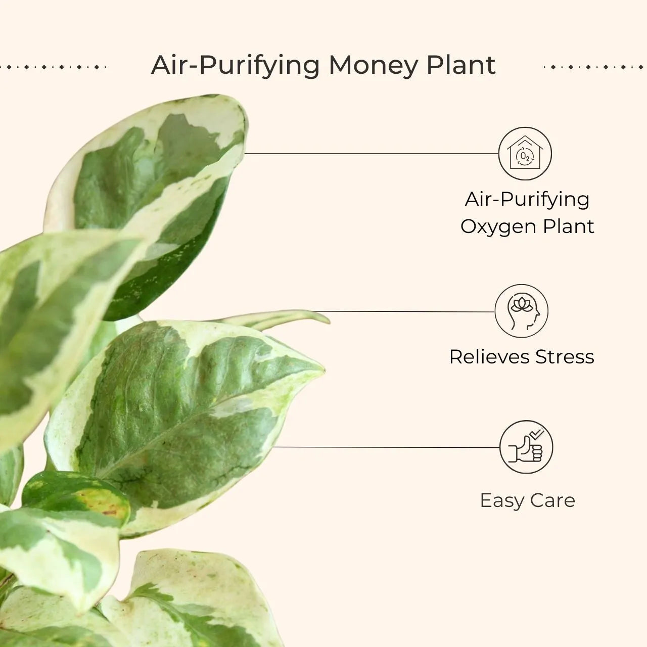 Money Plant NJoy (Small) in Eco Pot