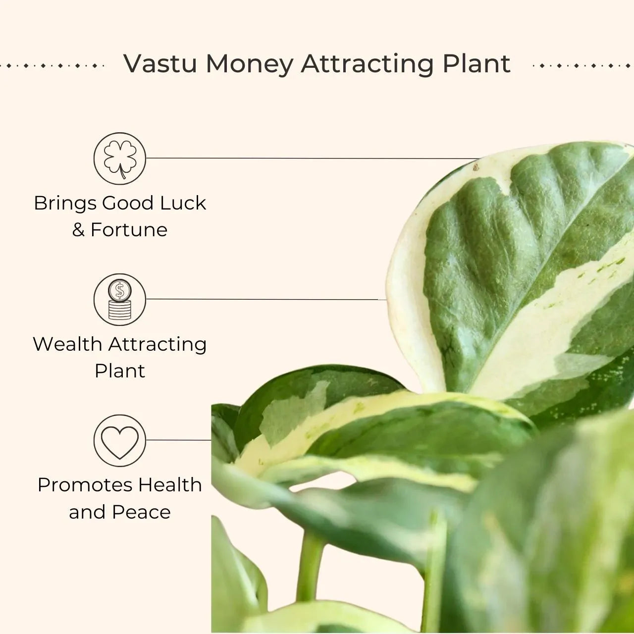 Money Plant NJoy (Small) in Eco Pot