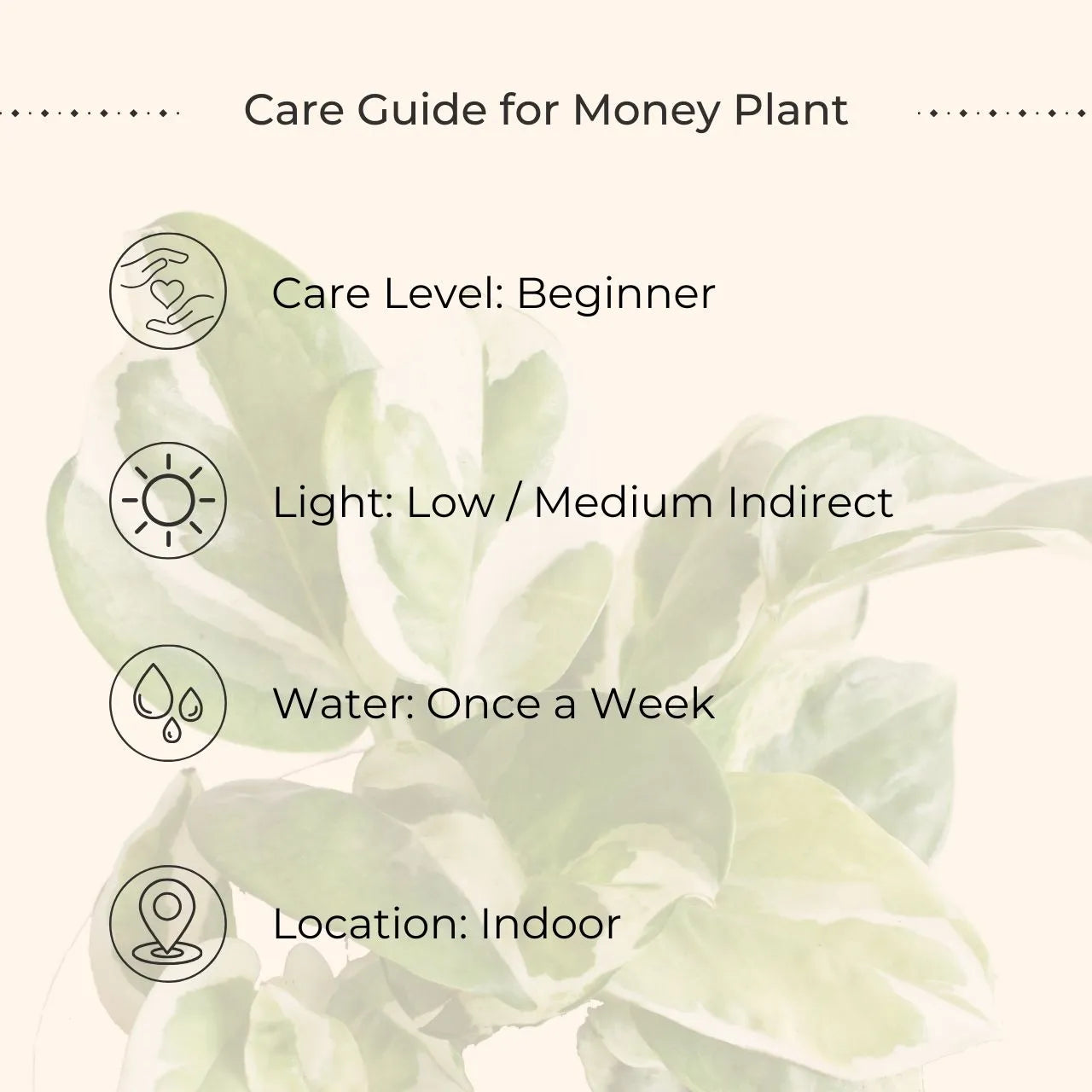 Money Plant NJoy (Small) in Eco Pot