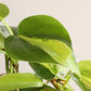 Philodendron Oxycardium Brasil (X-Large)