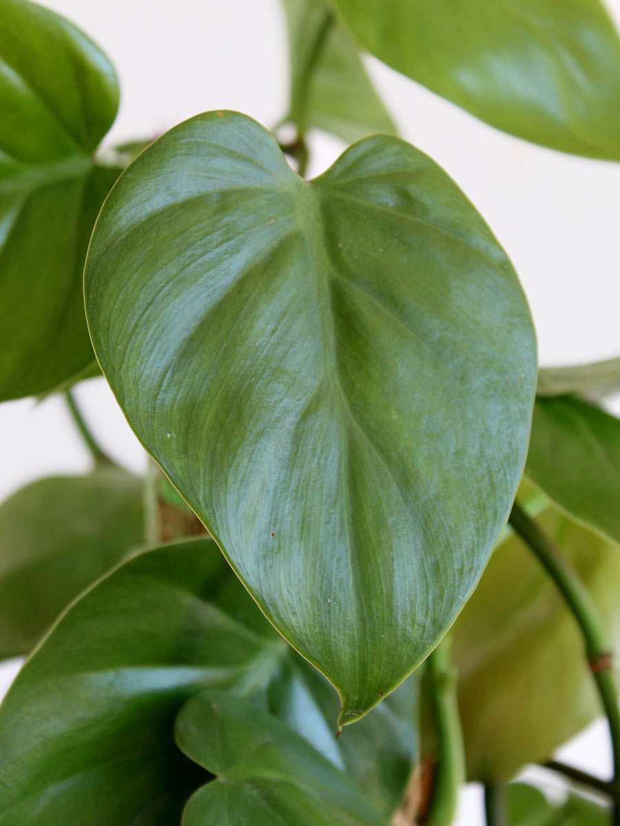 Oxycardium Green (X-large)