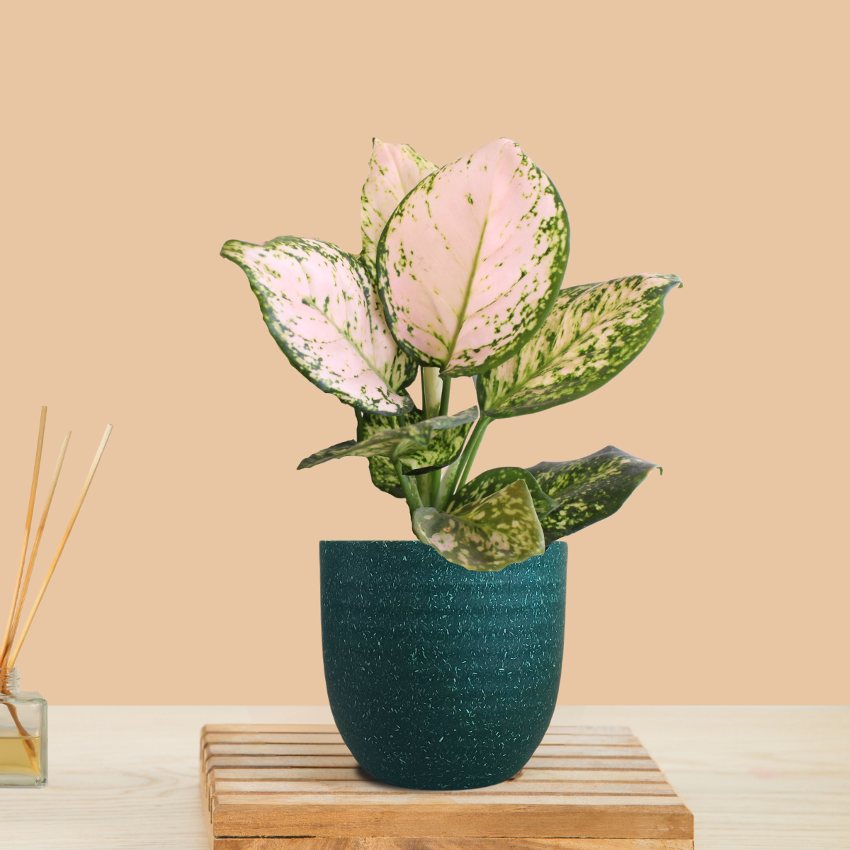 Aglaonema Pink Valentine (Small) in Eco Pot