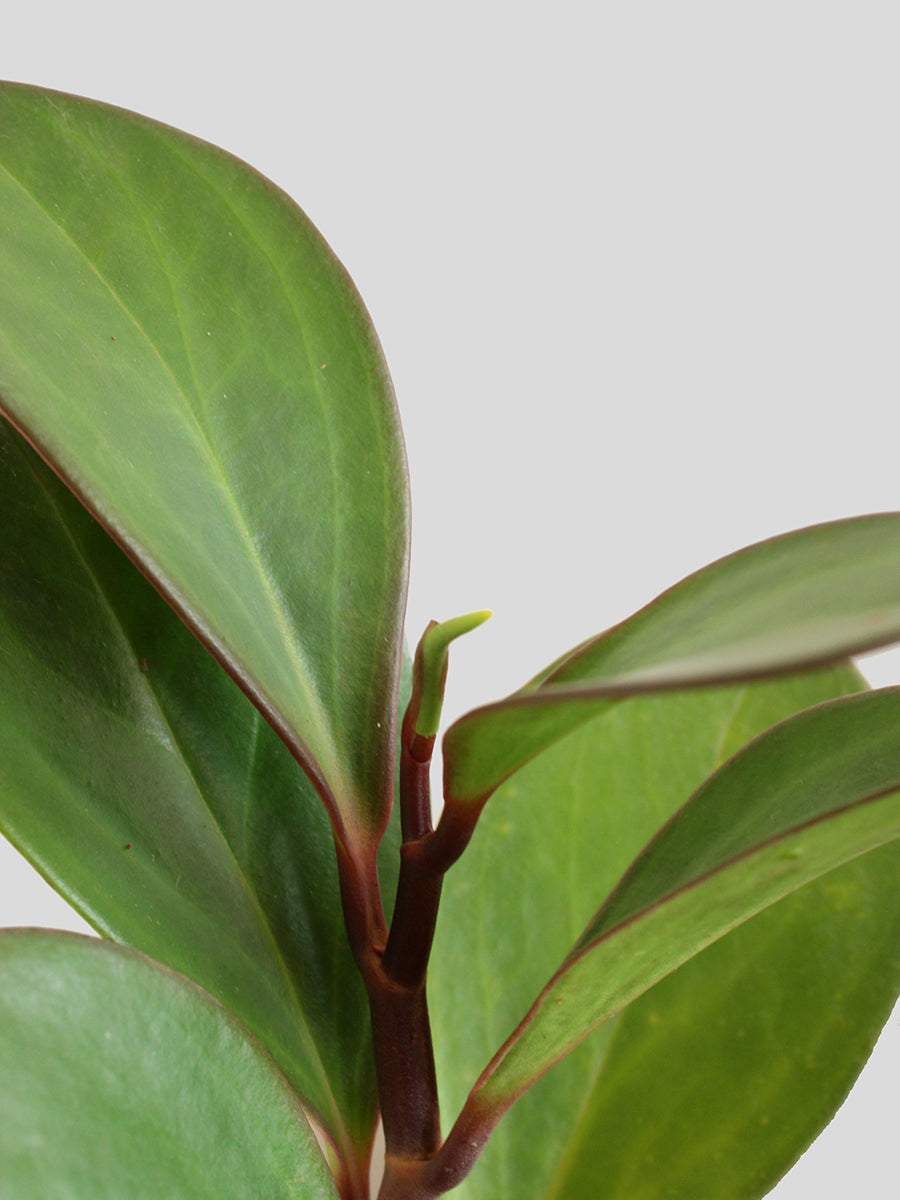 Baby Rubber Red Edge (Small) in Eco Pot